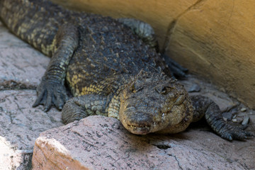 Cocodrilo posado en una roca.