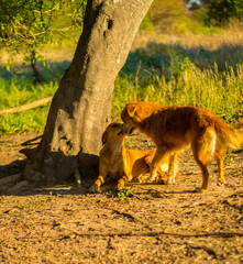 Perros de Campo, Mascotas