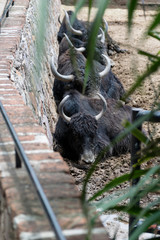 Fila de bufalos negros en el zoologico.