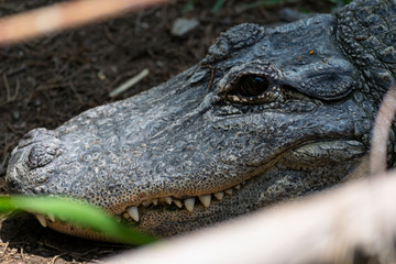 Retrato de gran cocodrilo con enormes colmillos.
