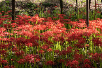 Lycoris radiata. Full blooming Red spider lily flowers in the garden. Autumn in Japan.