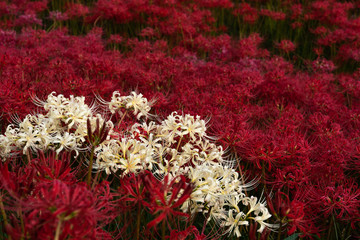 White spider lily flowers bloom surrounded by a lot of red spider lily flowers. Autumn in Japan