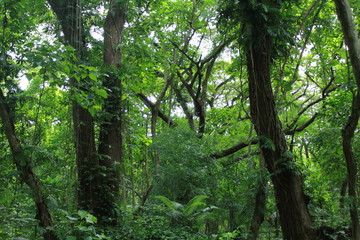 green forest