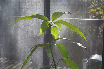 plant in front of glass door
