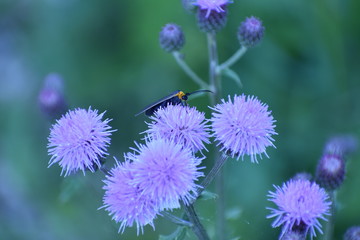 Fototapeta premium Bug on Spiny Flower