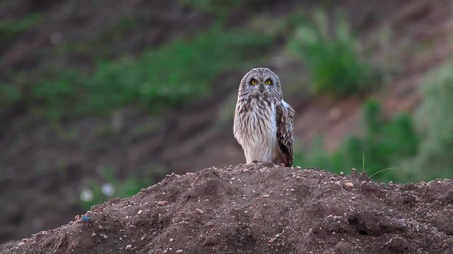 Short-eared owl (Asio flammeus) hooting