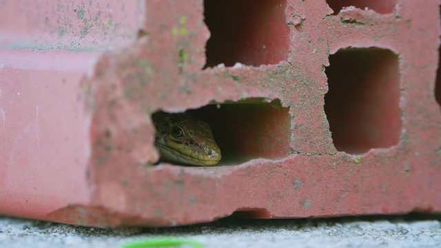 Lacerta agilis lizard peeking from the hole