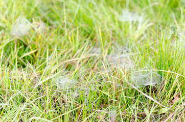 Morning rose with drops of frost fell on the handles of small webs in the green grass in the North...