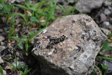 Grasshopper on rock