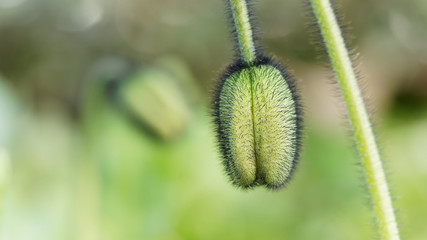 Beautiful green poppy bud with selective focus on blurred nature background. Fluffy poppies flower on a field with light green background. Spring time concept. Blooming summer flowers with tender bud