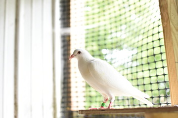 White Pigeon