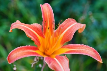 Orange and yellow daylily flower (hemerocallis) in the garden