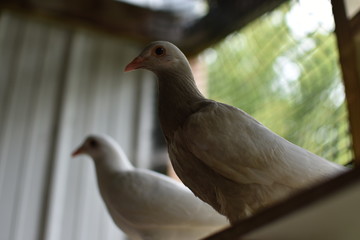 Two Pigeons