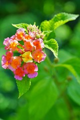 Yellow, orange and pink lantana flowers