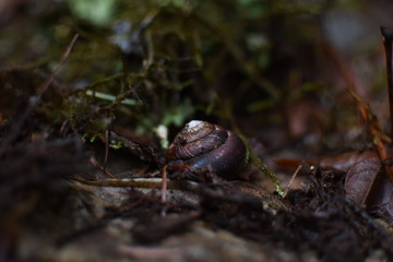 Snail shell in woods