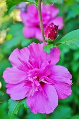 Pink Rose of Sharon hibiscus syriacus ruffled  flower in bloom