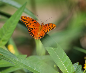 Orange Gulf Fritillary Butterfly on a Green Leaf at Sunken Gardens in St. Petersburg, Florida