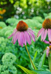 Purple and yellow echinacea cone flowers