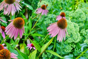 Purple and yellow echinacea cone flowers