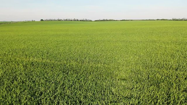 Landscape green wheat or corn field. Summer agriculture field scene. Aerial view of wheat growing on an agricultural field
