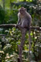 Balinese long-tailed Crab-eating macaque monkey male in Ubud Bali Indonesia