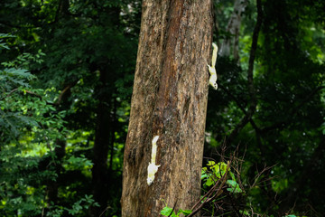 Funny young squirrel in a national park at a riany day. Small rodent is holding nuts in small hands. Portrait for fluffy White squirrel. Little squirrel has lunch on the ground.