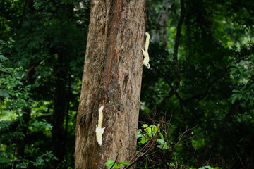 Funny young squirrel in a national park at a riany day. Small rodent is holding nuts in small hands. Portrait for fluffy White squirrel. Little squirrel has lunch on the ground.