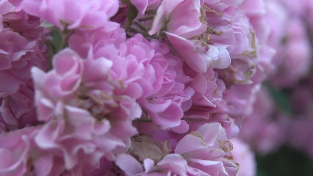 pink pelargonium flowers closeup. Garden pelargonium or Pelargonium zonale.