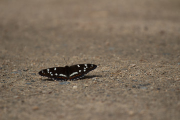 Butterfly parsley Chetverikova