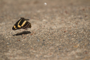 Butterfly parsley Chetverikova.On take off!