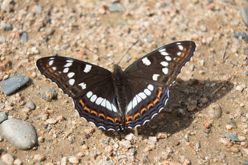 Obraz na płótnie Canvas Butterfly poplar ribbon