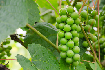 Ripening bunches of grapes on a plantation. Winery.