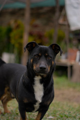 Perro Cruce de Salchicha - Mascota