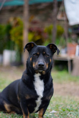 Perro Cruce de Salchicha - Mascota