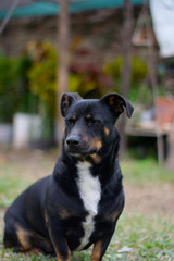 Perro Cruce de Salchicha - Mascota
