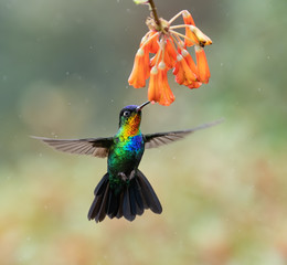 Fiery-Throated Hummingbird in Costa Rica  © Harry Collins