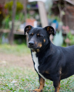 Perro Cruce de Salchicha - Mascota