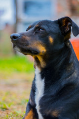 Perro Cruce de Salchicha - Mascota