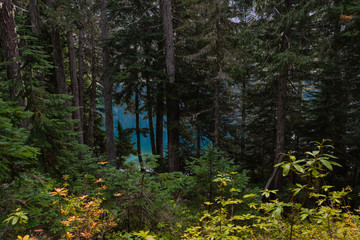 Fototapeta premium Blue Waters Peek Through Forest