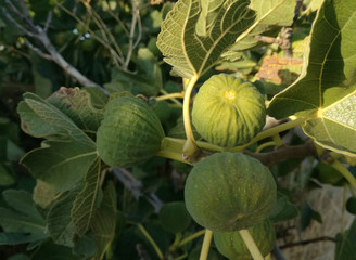 The second fruit of the fig tree, edible with green skin and soft, sweet flesh with many seeds. Spanish horticulture. Fig. Fruit tree.
