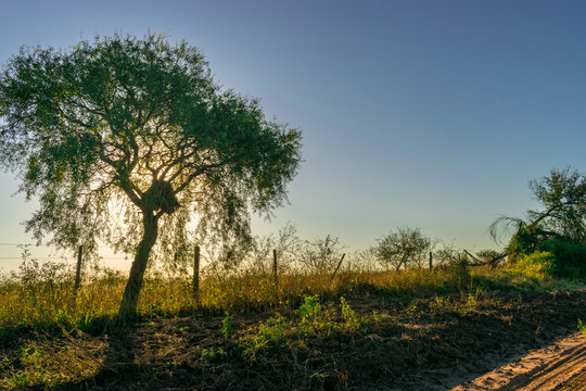 Quebracho Blanco Tapando el Sol 