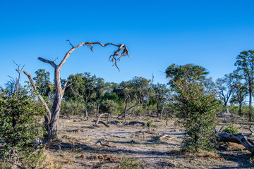 Okavango views