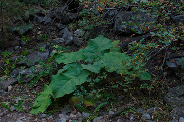The big green plant with big leaves on the forest floor. 