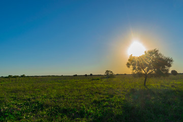Caranda Tapando el Sol al Atardecer
