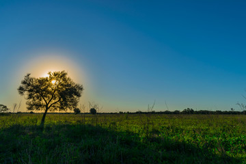 Obraz premium Caranda Tapando el Sol al Atardecer