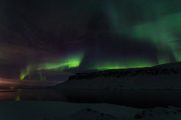 Cat in the Northern Lights