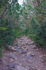 A rocky hiking trail up through the thick trees and forest plants. 