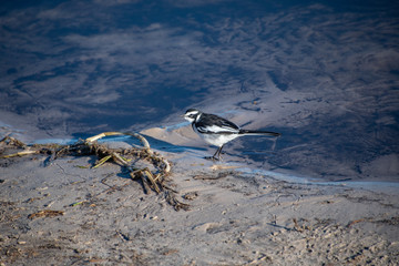 Pied Wagtail preening