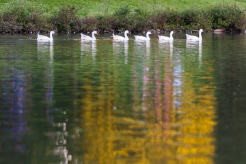 A group of 6 geese swimming in a row