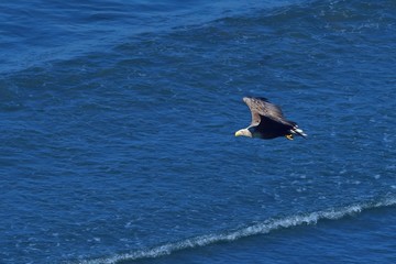 Fototapeta na wymiar 海をバックに悠然と飛ぶオジロワシ